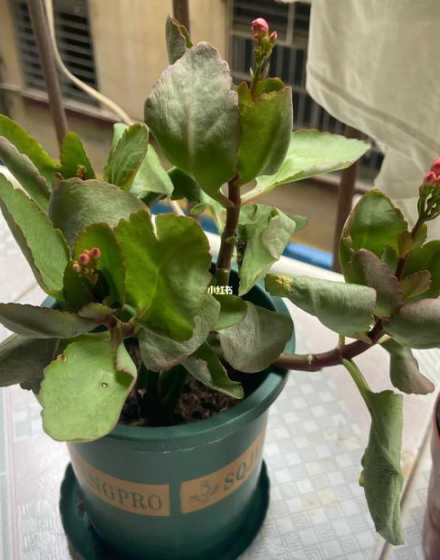 长寿花叶子发软怎么办 长寿花叶子有点发软怎么办