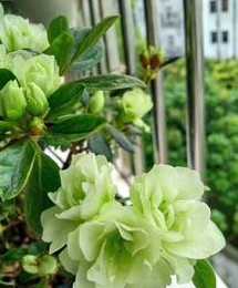 绿色花卉都有什么区别 常绿植物有哪些(常年绿色的植物花卉介绍)
