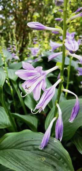 玉簪花在什么季节开放 玉簪花是什么季节开花