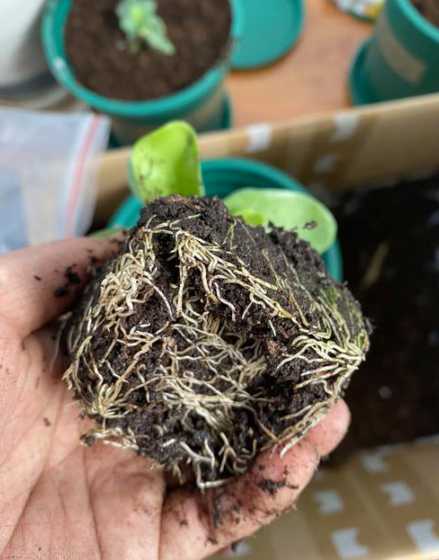 洋桔梗定植后怎么处理 我的洋桔梗怎么还不开花