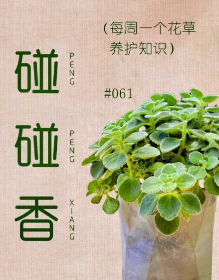 碰碰香为什么会黄叶子 碰碰香怎么养好 叶子发黄的原因介绍