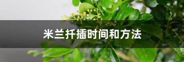 米兰什么时候可以插枝 米兰花的扦插方法