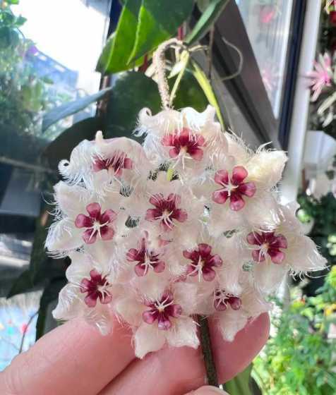 球兰的花开有什么特点 球兰怎么养才能开花