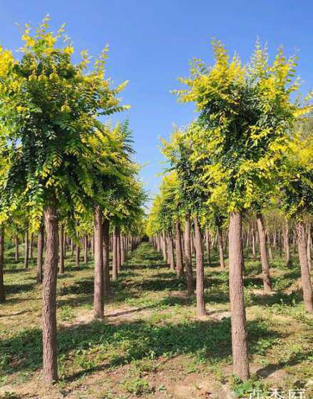 一苗地能种多少棵榆树 榆树成了精