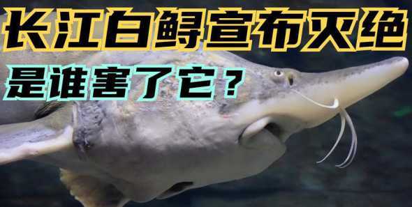 长江里有哪些鱼灭绝了 长江有多少种鱼类灭绝