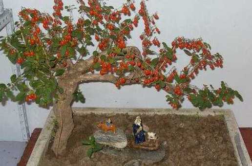 盆栽枸杞为什么会落叶 枸杞是常绿还是落叶