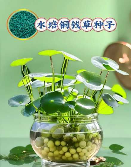 夏天铜钱草怎么养水培 水培铜钱草要怎么养