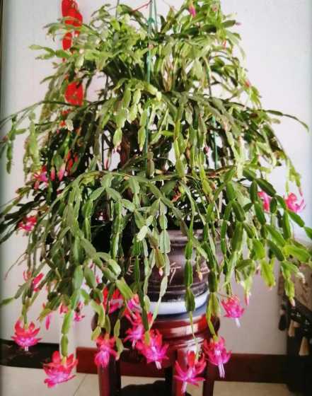 蟹爪莲花的寓意是什么 花的含义,花的花语