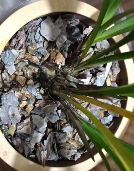 兰花什么时候换土好呢 兰花换盆换土什么季节比较合适