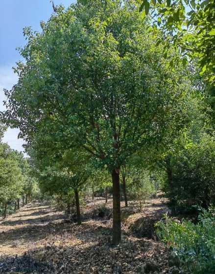 香樟树苗每亩栽多少棵 香樟树苗什么时候栽(香樟树种植时间和方法)
