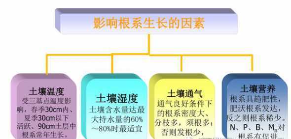 影响生根的因素是什么 影响扦插生根的关键因素有哪些
