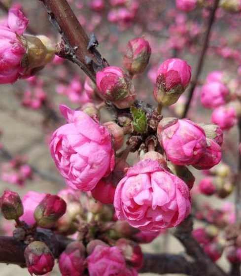 榆叶梅花什么季节开花 榆叶梅在什么季节开花