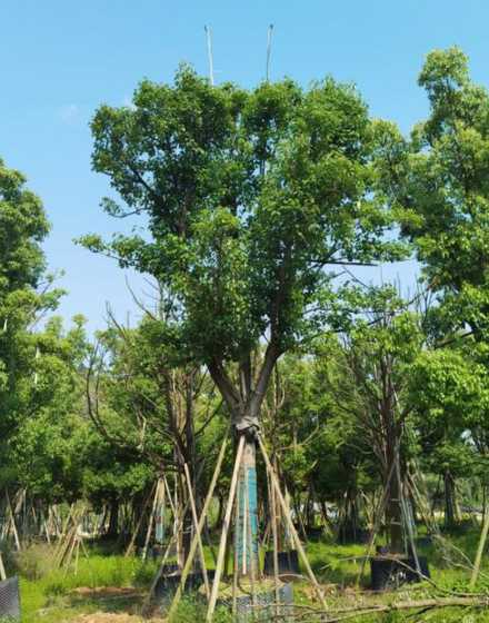 香樟25公分多少一棵 40公分香樟多少钱一棵