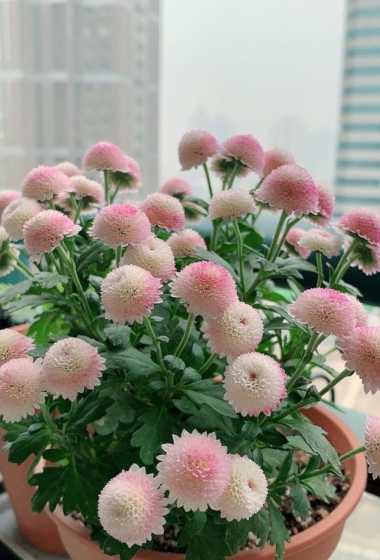 什么花可增加卧室温度 卧室里放什么花最好