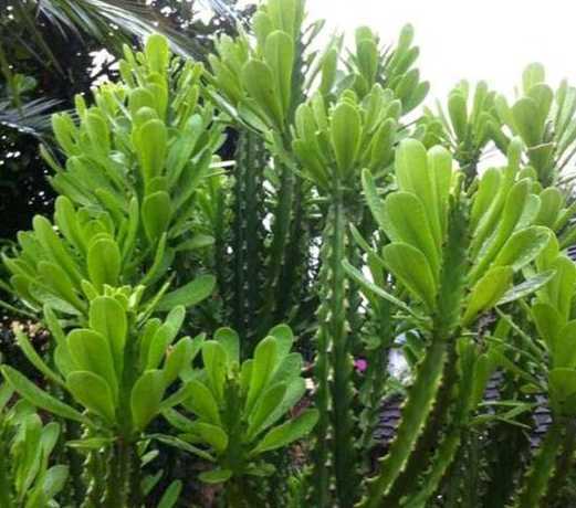 什么花可以净化甲醛呢 刚装修好的房子,放什么植物可以吸甲醛