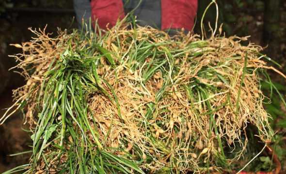 麦冬是什么季节开放的 麦冬开花吗,开花季节是什么时间