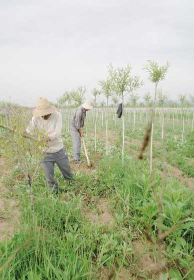 盐碱地上如何种植树木 树木在盐碱地里种植能活吗