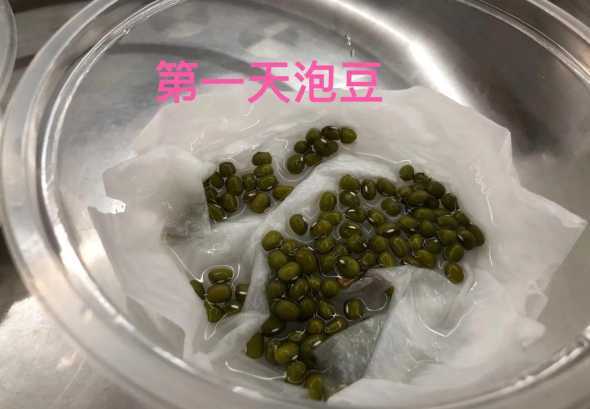 种子种植出芽后怎么养 多肉植物种子播种,出芽以后怎么管理