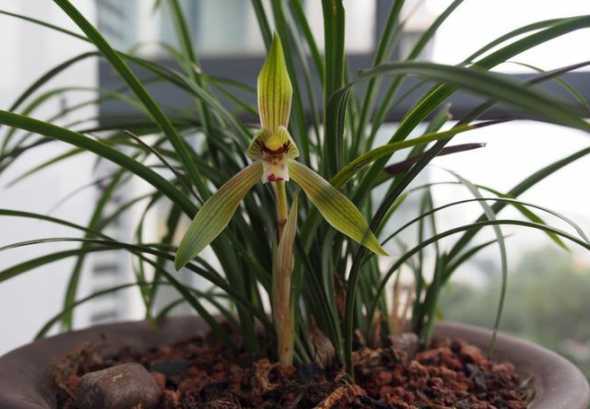 怎么发现兰花准备开花 兰花怎样养更容易开花呢你知道吗