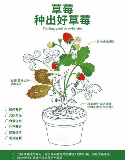 草莓刚刚结果怎么养殖 盆栽草莓的养殖方法和注意事项