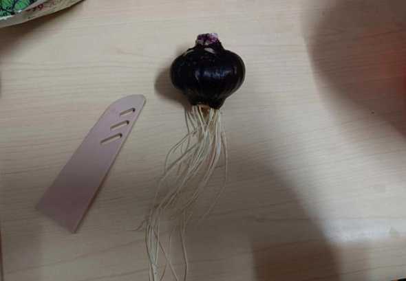 洋葱没发芽怎么种盆栽 洋葱发芽了怎么变盆景