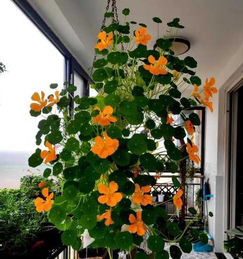 吊着的盆适合养什么花 细高花盆适合养什么植物