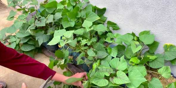 家里阳台种红薯怎么种 红薯阳台如何种植 红薯阳台种植方法