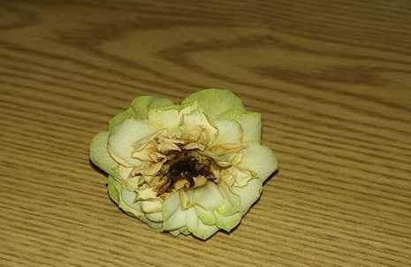 种的玫瑰花焉了怎么办 水培玫瑰花蔫了怎么办