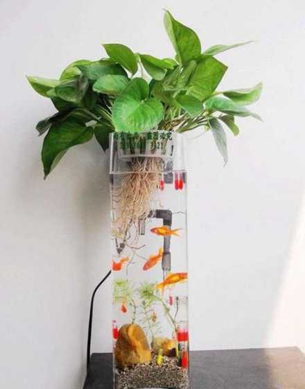 水培鱼缸适合养什么鱼 鱼缸里适合养什么植物