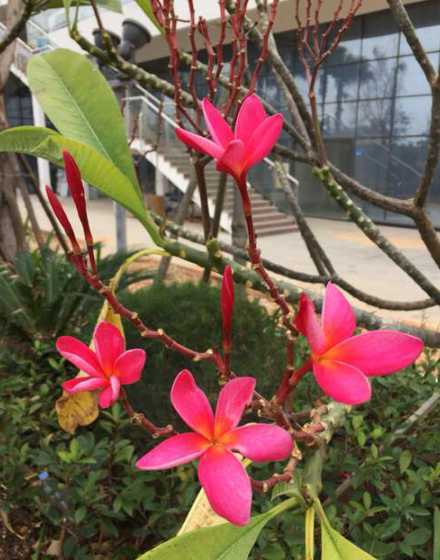 红鸡蛋花可以比喻什么 鸡蛋花的花语和含义,红鸡蛋花的花语