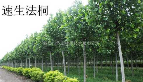 法桐今年的价格怎么样 14公分法桐价格价格是多少