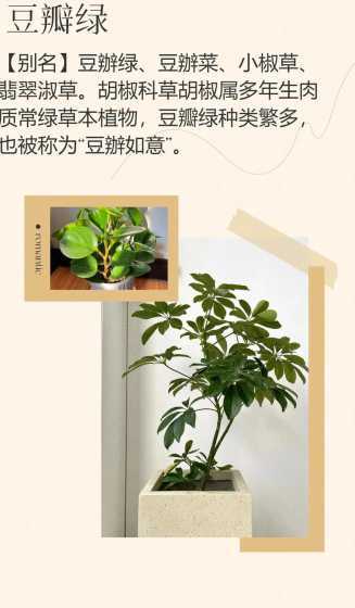 豆瓣绿用什么土壤栽种 豆瓣绿养殖方法是什么