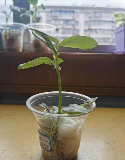 蚕豆的种子用纸怎么种 蚕豆种子可以用自然水浇吗
