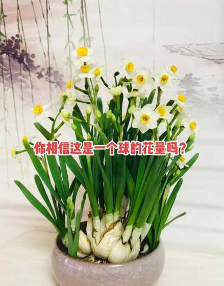 水仙球开花后怎么处理 水培的水仙花开花后应该怎么处理