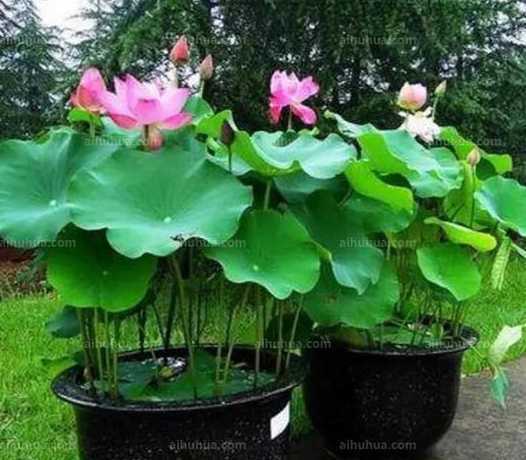 荷花盆养殖要注意什么 在家里养荷花需要注意点什么