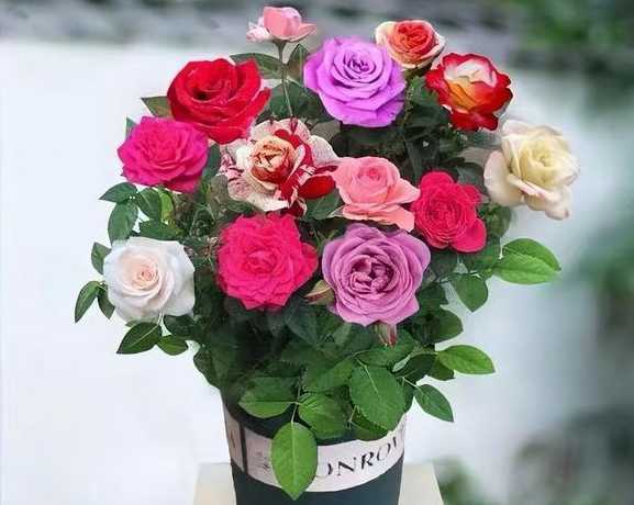 秋天盆栽玫瑰花怎么养 玫瑰花的种植方法和注意事项