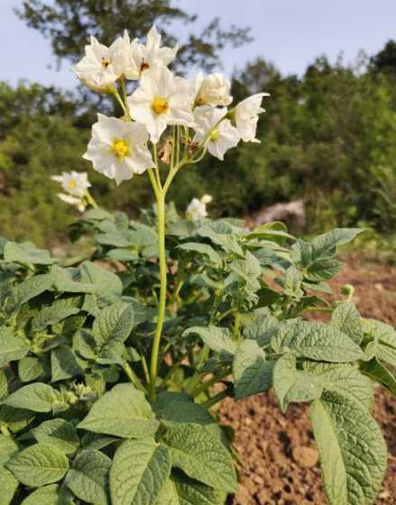 土豆是开什么颜色的花 土豆开的花是什么颜色