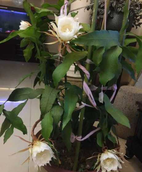 昙花的叶子发黄怎么办 昙花叶子发黄怎么办,叶子发黄的原因及处理方法