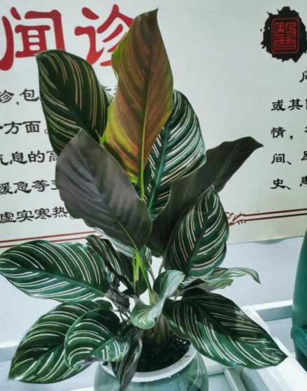 双线竹芋什么时候开花 双线竹芋开花吗它看起来像什么