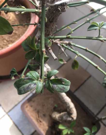 花叶边发黑是怎么好事 花草叶子尖发黑怎么回事