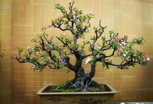 怎么挖桃树砧制作盆景 客厅摆了个结果桃树的盆景好不好