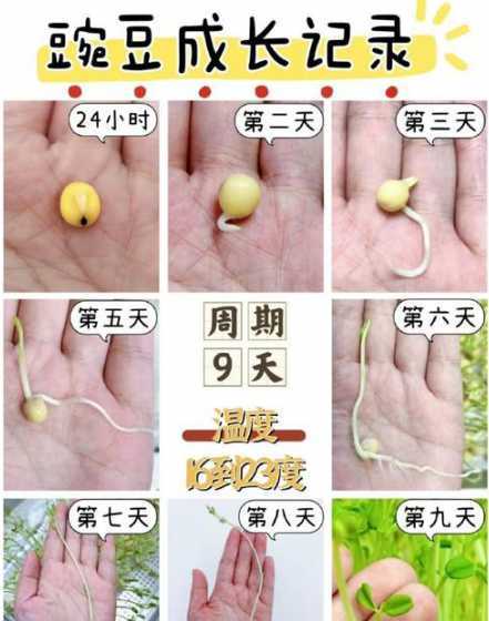 豌豆怎么养会长得更快 豌豆苗怎么种,豌豆苗的栽种技巧及日常养护