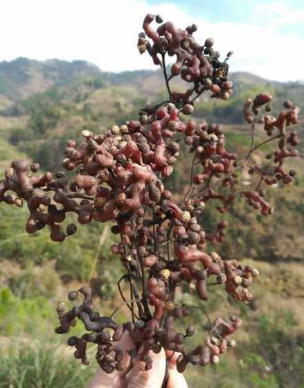 拐枣多种子多少钱一斤 拐枣什么时候成熟2024拐枣价格多少钱一斤