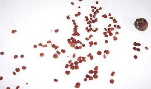 仙客来花的种子怎么种 仙客来花种子怎么种植