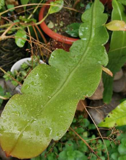 昙花的叶子有什么特点 昙花的特点昙花有什么特点