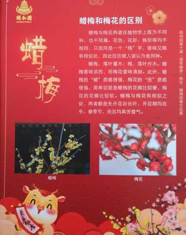 梅花可以和什么做比较 梅花古诗最后两句把什么和什么做比较,写出了它什么的特点