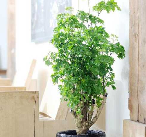 什么绿植不怕冷不怕冻 一年四季不怕冷不怕热的植物是什么