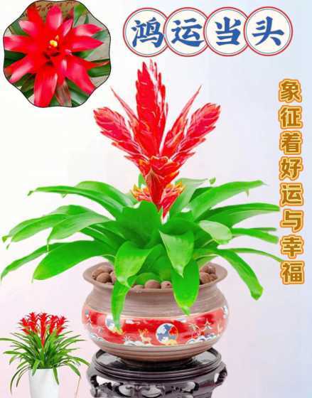 鸿运当头的花代表什么 鸿运当头的寓意和象征