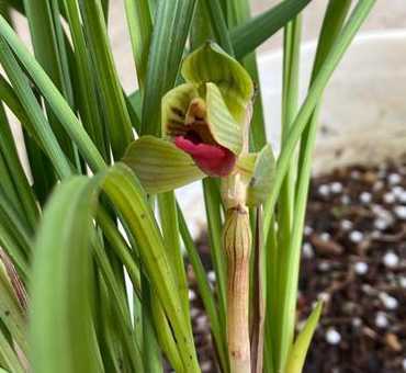 豆瓣兰的花是怎么样的 豆瓣兰和朵朵香兰花有什么不同