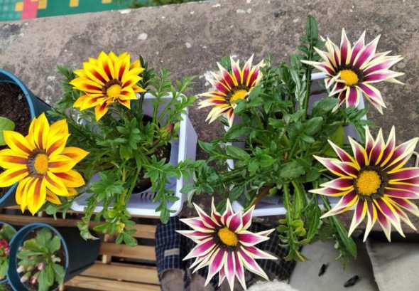 勋章菊为什么花报发黄 植物百科|非洲太阳花——勋章菊